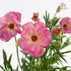 Ranunculus Butterfly Pink 蝴蝶洋牡丹 - (Per Bundle)