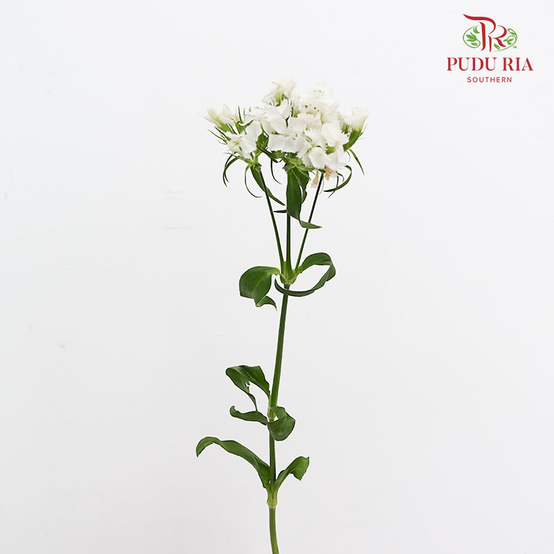 Phlox White 福禄考 - (Per Bundle)