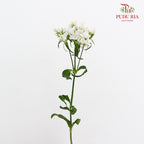 Phlox White 福禄考 - (Per Bundle)