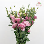 Eustoma Pink 洋桔梗 - (12-15 Stems)