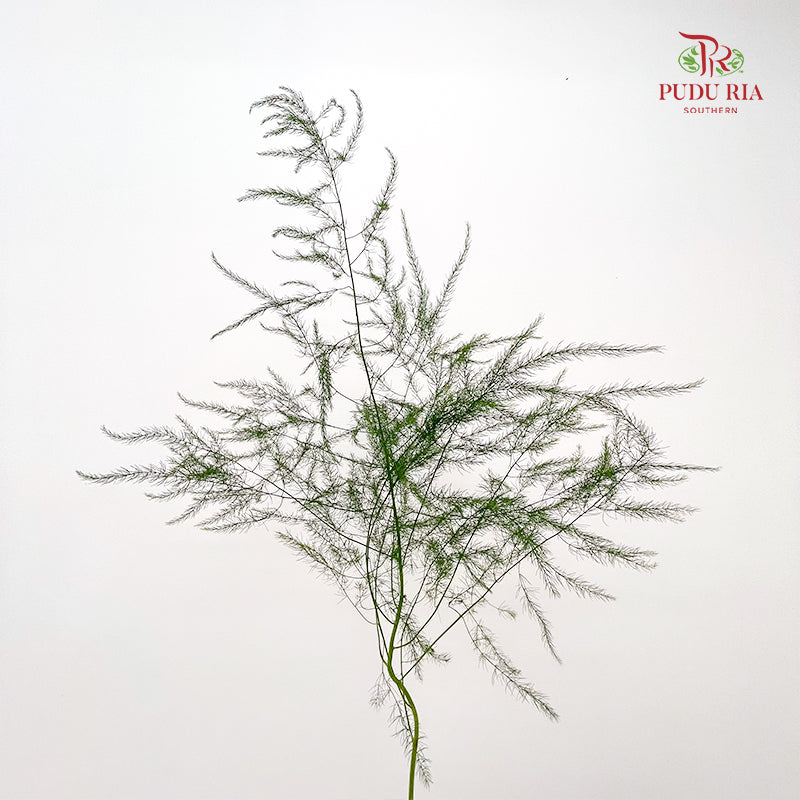 Luxuncao Grass 芦荀草 - (Per Bundle)