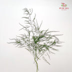 Luxuncao Grass 芦荀草 - (Per Bundle)