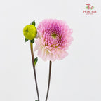Dahlia Purple - (Per Bundle)