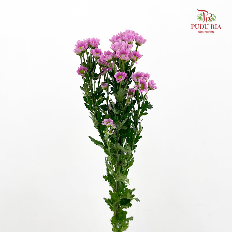 Chrysanthemum Santini / Calimero Mini Daisy Purple