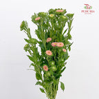 Aster Champagne 翠菊 - (Per Bundle)
