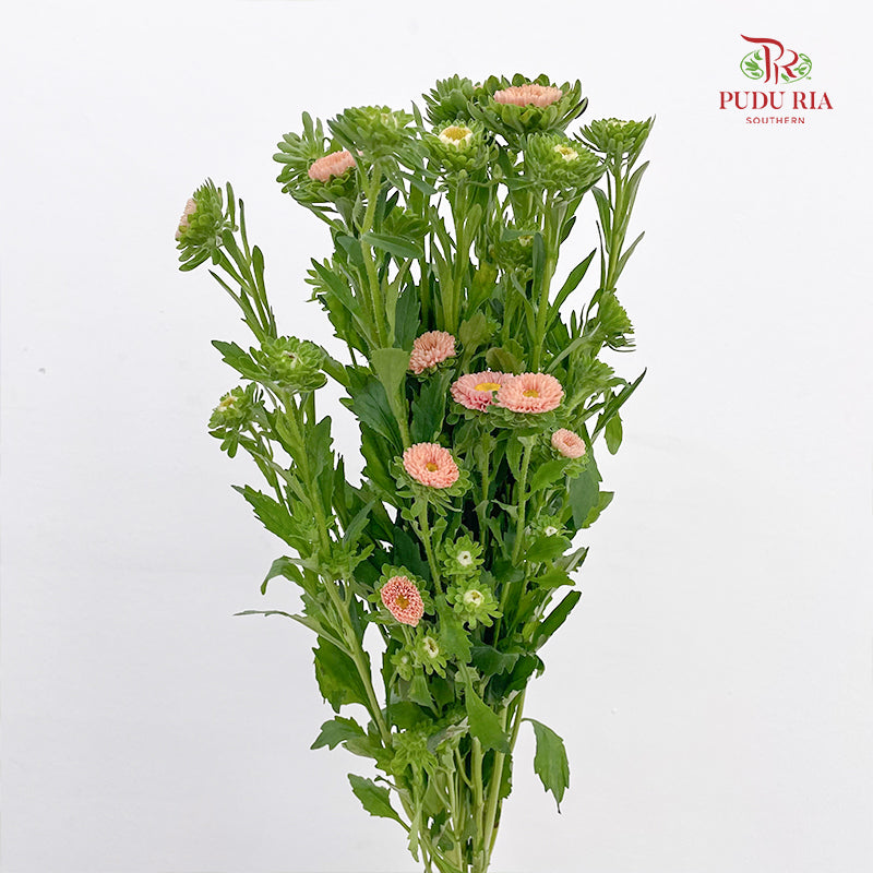 Aster Champagne 翠菊 - (Per Bundle)