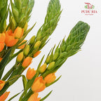 Ornithogalum Dubium 橙花虎眼万年青 - (Per Bundle)