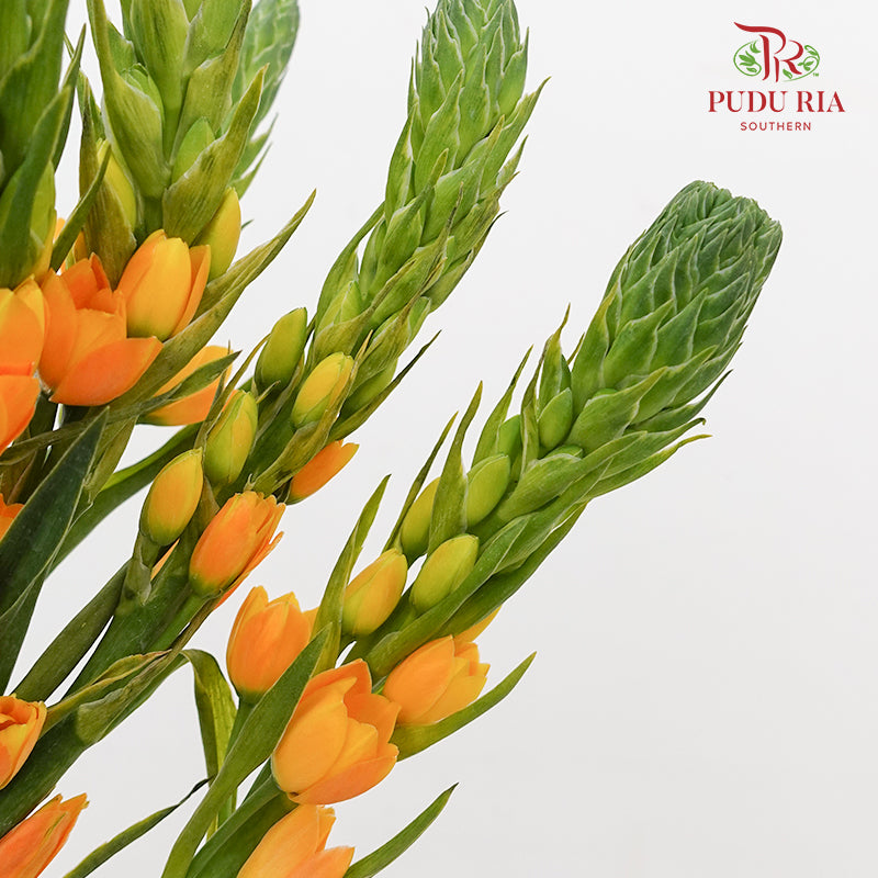 Ornithogalum Dubium 橙花虎眼万年青 - (Per Bundle)