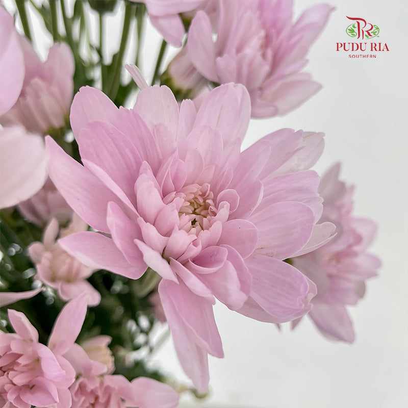 Chrysanthemum Pompom Soft Pink - (10-12 Stems)