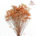 Dry Caspia - Orange