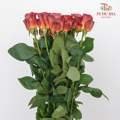 Rose Coffe Time  (8-10 Stems) - Pudu Ria Florist Southern