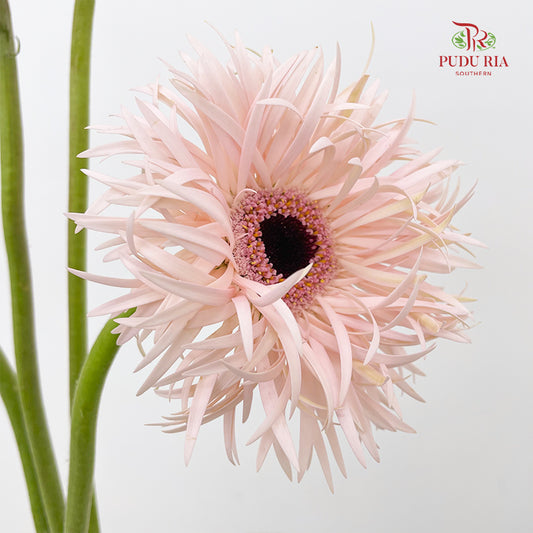 Gerbera Spider Cream Springs - (5 Stems)