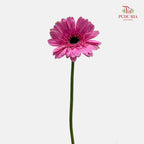 Gerbera Pink 非洲菊 - (8-10 Stems)