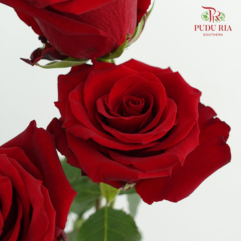 Rose Explorer - (15 Stems)