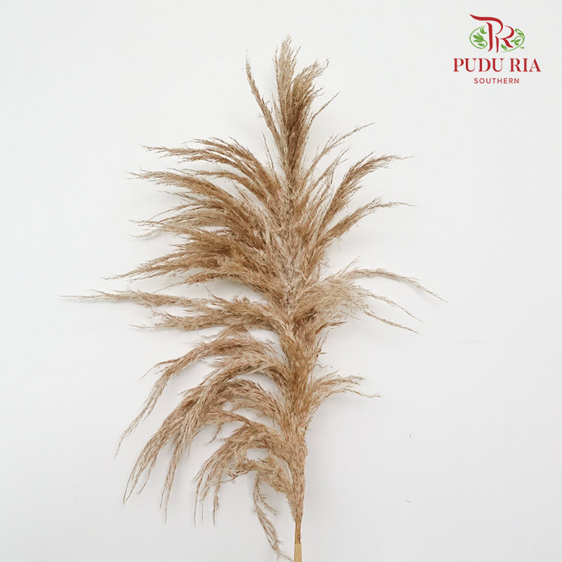 Dry Cortaderia Selloana Blanco (Pampas) - Pudu Ria Florist Southern