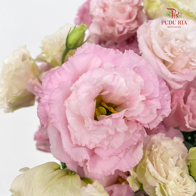 Eustoma Wave Sakura Pink - (12-15 Stems)