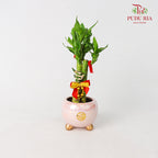 CNY Potted Plant Arrangement 2024#11