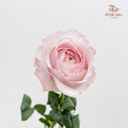 Rose Odeny Beryl Achieng - (10-12 Stems)