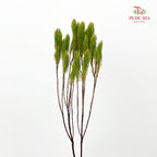 Erica Plukenetii 欧石楠 - (Per Bundle)