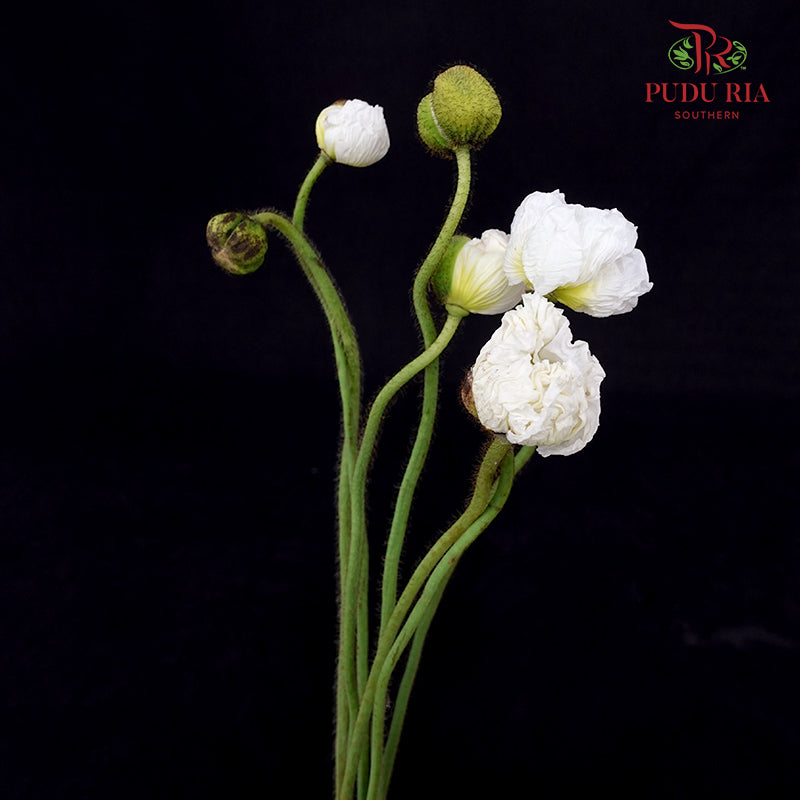 Corn Poppy White 虞美人 - (Per Bundle)