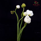 Corn Poppy White 虞美人 - (Per Bundle)