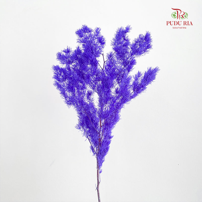 Preservative Asparagus Fern Dark Purple