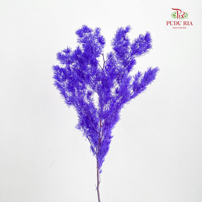 Preservative Asparagus Fern Dark Purple