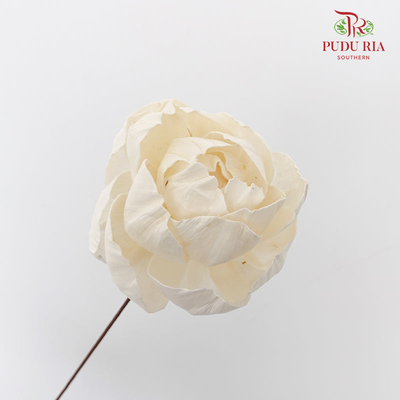 Dry Sola Wood Peony - Pudu Ria Florist Southern
