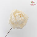 Dry Sola Wood Peony - Pudu Ria Florist Southern