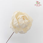 Dry Sola Wood Peony - Pudu Ria Florist Southern
