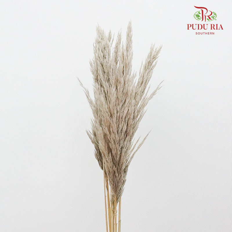 Preservative Plume Reed Brown - Pudu Ria Florist Southern