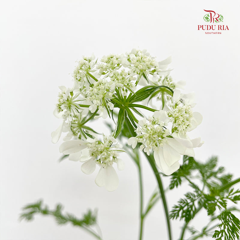 New Ammi Majus White 大阿米芹 - (Per Bundle)