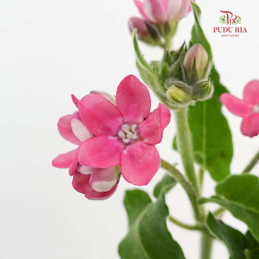 Oxypetalum Pink - (5 Stems)