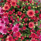 Chrysanthemum Pom-Pom (12寸盆) 菊花