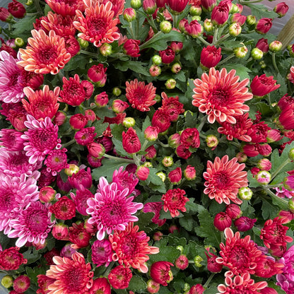 Chrysanthemum pom-pom (12寸盆) 菊花