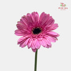 Gerbera Pink 非洲菊 - (8-10 Stems)