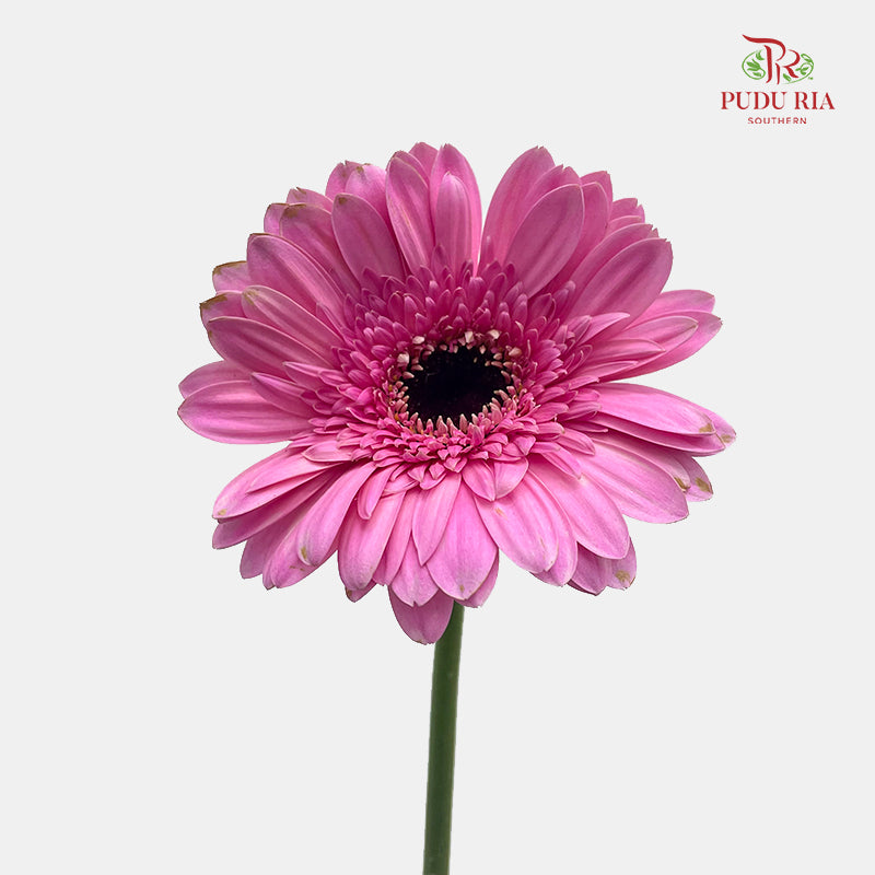 Gerbera Pink 非洲菊 - (8-10 Stems)