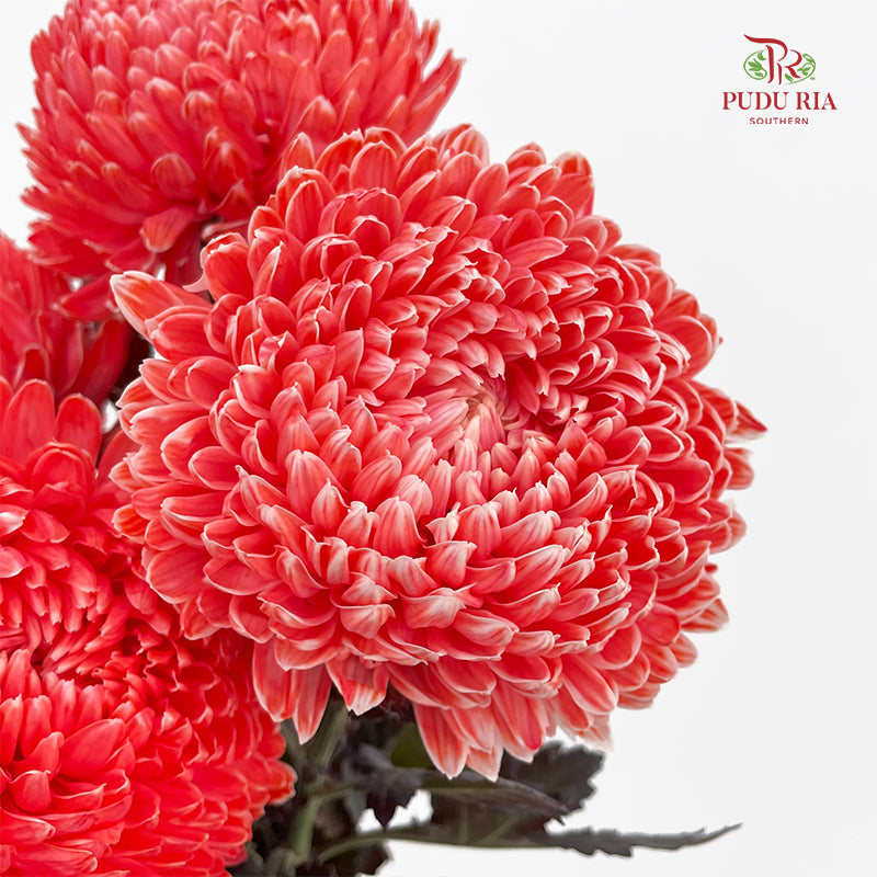 Peony Chrysanthemum Dyed Red - (5 Stems)