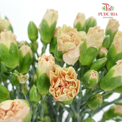 Carnation Spray Ali (18-20 Stems) - Pudu Ria Florist Southern
