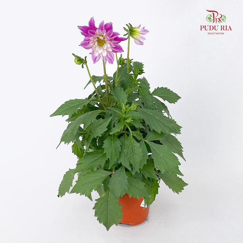 Dahlia Plant 大丽花