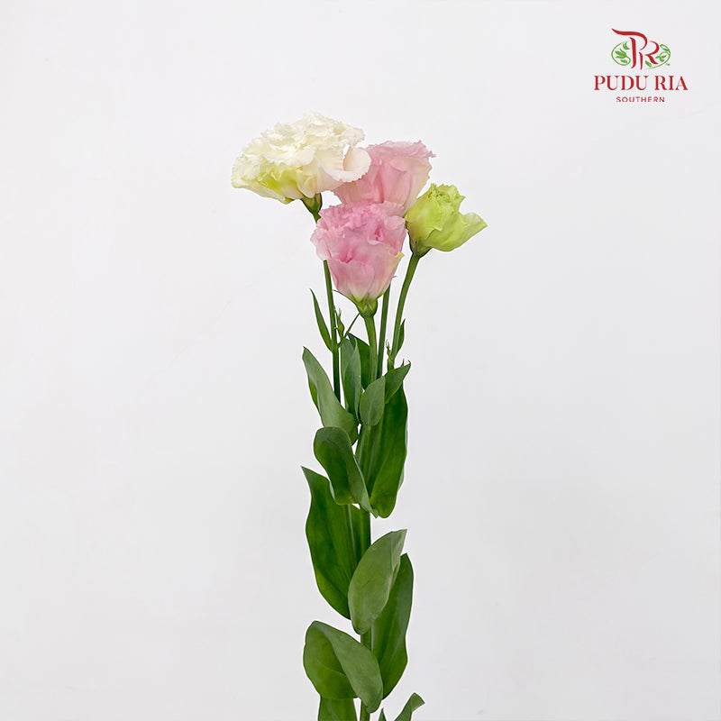 Eustoma Wave Sakura Pink - (12-15 Stems)