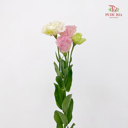 Eustoma Wave Sakura Pink - (12-15 Stems)