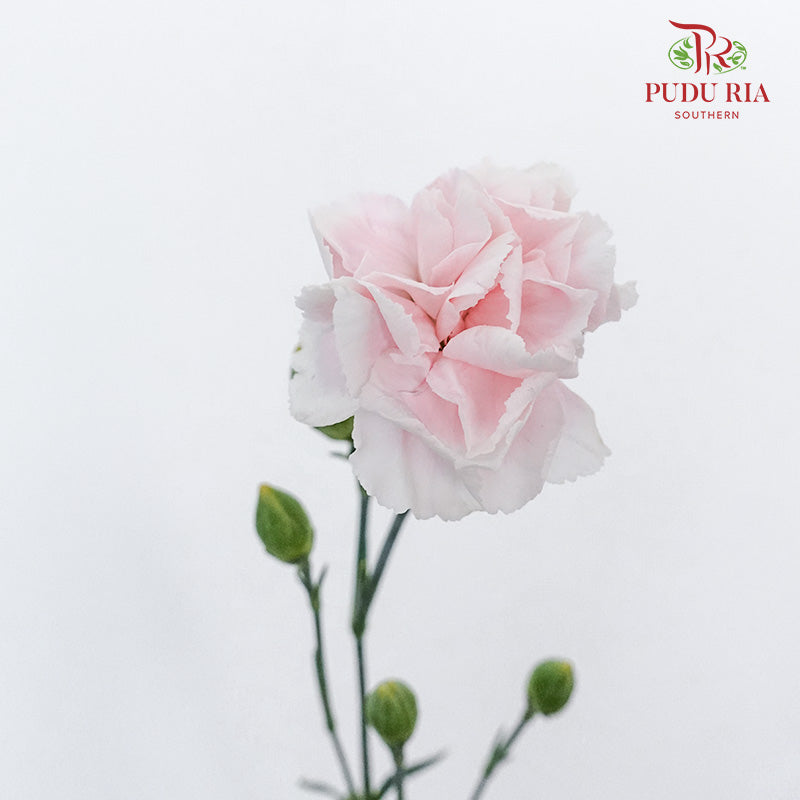 Carnation Spray Prince Pink (18-20 Stems) - Pudu Ria Florist Southern
