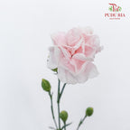 Carnation Spray Prince Pink (18-20 Stems) - Pudu Ria Florist Southern