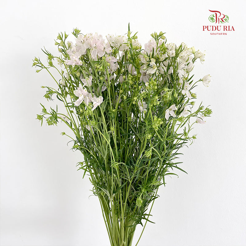 Delphinium Mini Pink - (Per Bundle)