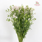 Delphinium Mini Pink飞燕草 - (Per Bundle)