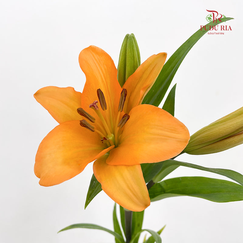 Tiger Lily Light Orange - (5 Stems)