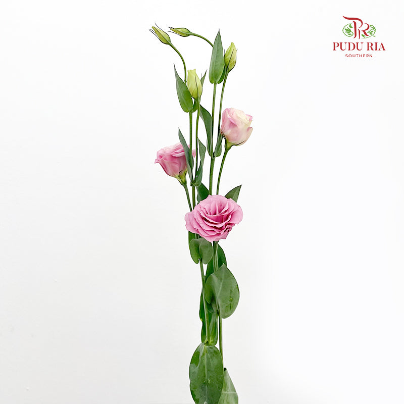 Eustoma Pink 洋桔梗 - (12-15 Stems)