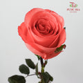 Rose Movie Star-B - (9-10 Stems)