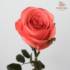 Rose Movie Star-B - (9-10 Stems)